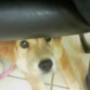 en la oficina del veterinario (bajo la silla)