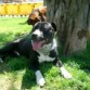 mi cachorro!!