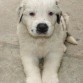 AQUI ESTA MI CACHORRO TIENE 1 MES