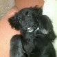mi perro mestizo blues que combinacion sera?