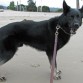 Zarco en la playa le encanta