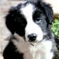 BORDER COLLIE BABY