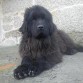 TERRANOVA CACHORRO 6 MESES