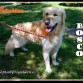 Bosco. Golden Retriever de 4 años.
adopta@progolden.es