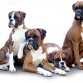 los 4