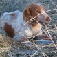 Regalo "spaniel breton" con 1 año de edad, muy cariñoso y fiel, le encantan los niños, buen guardián.
Interesados llamar al tfno: 607 73 93 39