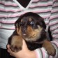 mi perrita Tana