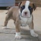 cachorro pitbull