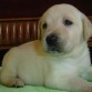 pequeño labrador