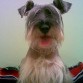 mi hermoso dog