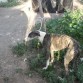 capote .
galgo que esta en las manos de un cazador y me da poco tiempo para poder buscarle algo .
hoy capote tiene una oportunidad de que pueda caviar su vida  en tus manos esta su destino y su futuro .
galgo macho.
edad .3 años
lolidalo@gmail.com
www.prodeanse.es
