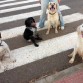 Aquiles con el resto de la familia perruna
