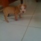 Cherry de 1 Mes