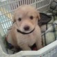 QUE ALGUEN ME DIGA DE QUE RAZA ES MI PERRITA PORFAVOR