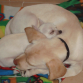 Durmiendo con su "hermano mayor" Otto (Labrador Retriever)