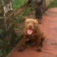 choco cansado 1 año 