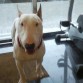 conan en mi tienda currando jeje 15 meses