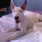 conan 3 meses recien llegado