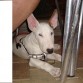 conan 3 meses de tapitas