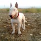 conan posando 15 meses