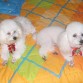 copito y puppy, hijo y padre...