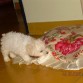 tratando de mover su cama... tenia solo 3 mesesitos
