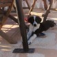 2 meses y medio