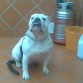 espero gustarle alguna perrita guapa!!
689566482