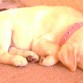 Durmiendo como un osito jeje