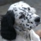 Gyna es una perrita con un caracter que te enamora y unas actitudes portentosas.