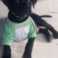 hola amigos, soy nuevo aqui, solo queria preguntar a cerca de dobby mi cachorro de 2 meses tengo duda si sea labrador original, ya que tiene un pequeño lunar blanco abajo de la boca...
