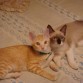 Mila y rufi