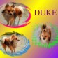 collage de duke