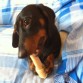 MI perro Swetty enseñandonos como comer un hueso :)