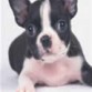 fuldog frances  pequeño  negro y blanco muy bueno