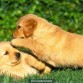 lindos y pequeños labradores jugando