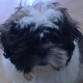 aqui tendria como 2 meses super peke.. acababa de llegar a la familia!