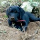 Kira en la finca, hara aproximadamente 1 mes y medio