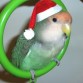 Pikito estrenando su columpio que le regalamos por navidad, fue muy dificil ponerle el gorrito :D