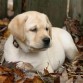 pequeño labrador