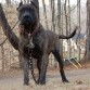 presa canario adulto una gran presa pero no tiene nada de un canario