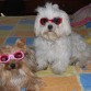 Luna y Joy con sus Gafas de Protección!!