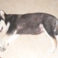 Goku su primer día con nosotros dormido