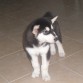 Goku reconociendo su nuevo hogar
