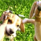 es mi lindo beagle fafi lo amooo es muy lindo