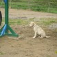 En un parque para perros,era mi primer día y estaba todo embarronado el caso es que me acababa de bañar,vamos acabe hecho un guarrete......pero como me lo pase!!!!!!!!!yupi!!!!!!.