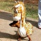 Seguimos con perros que le gustan disfrazarse de otros animales por ejemplo el a elegido disfrazarse de jirafa para cotillear al vecino