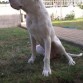tyson 8 meses y 20 dias