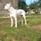 tyson 8 meses y 20 dias