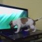 queriendo chatear